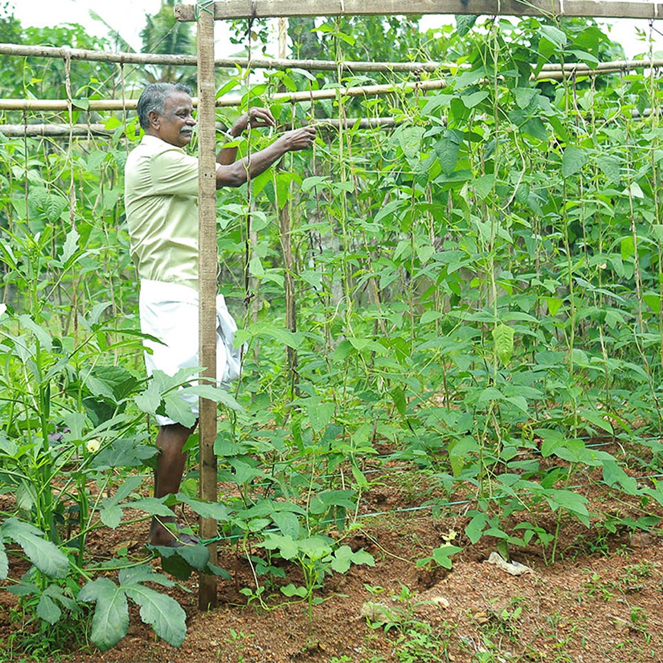 plant-nursery